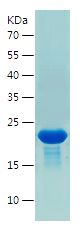    IL-36RN / Recombinant Human IL-36RN