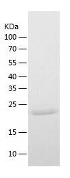    Cathepsin F / Recombinant Human Cathepsin F