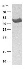    ZNF70 / Recombinant Human ZNF70