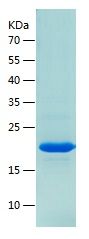    IL36 alpha / Recombinant Human IL36 alpha