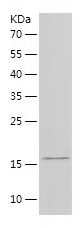    IL-19 / Recombinant Human IL-19