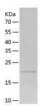    EGFL7 / Recombinant Human EGFL7