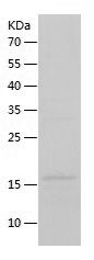    Galectin 13 / Recombinant Human Galectin 13