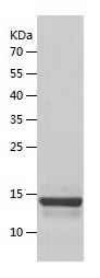    ATPase Inhibitory Factor 1 / Recombinant Human ATPase Inhibitory Factor 1