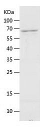    HERC5 / Recombinant Human HERC5