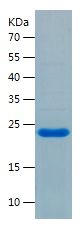    HN1 / Recombinant Human HN1