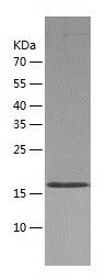    CoREST / Recombinant Human CoREST