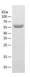    T-bet / Recombinant Human T-bet