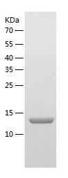    TRAPPC2L / Recombinant Human TRAPPC2L