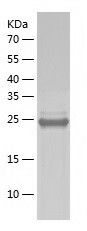    Syntaxin 8 / Recombinant Human Syntaxin 8