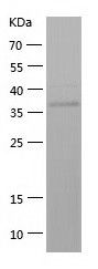 Recombinant Mouse HAO1