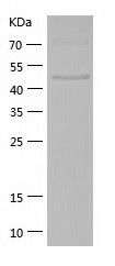    Reptin / Recombinant Human Reptin