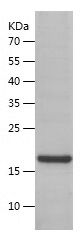    BAFF / Recombinant Human BAFF