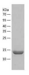    CARHSP1 / Recombinant Human CARHSP1