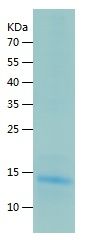    POLR3K / Recombinant Human POLR3K