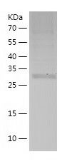    MRPS2 / Recombinant Human MRPS2