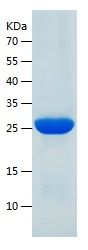    REXO2 / Recombinant Human REXO2