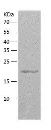    HRP-3 / Recombinant Human HRP-3