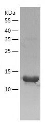    BOLA1 / Recombinant Human BOLA1