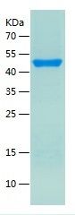    ATG4B / Recombinant Human ATG4B