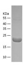    RPC8 / Recombinant Human RPC8