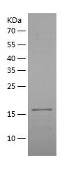    RANK / Recombinant Human RANK