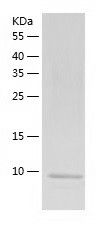 Recombinant Mouse MCP2