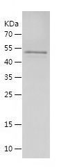    EGR1 / Recombinant Human EGR1