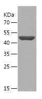    NDUFA9 / Recombinant Human NDUFA9