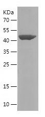    PDCD10 / Recombinant Human PDCD10