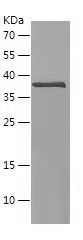    STRAP / Recombinant Human STRAP