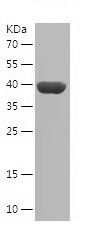    ARF1 / Recombinant Human ARF1