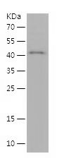    WISP1 / Recombinant Human WISP1