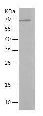    PBXIP1 / Recombinant Human PBXIP1