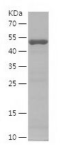    AMFR / Recombinant Human AMFR