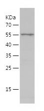    XRCC5 / Recombinant Human XRCC5