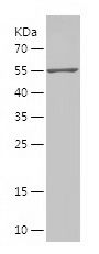    EMC2 / Recombinant Human EMC2