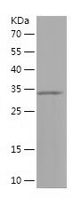    Equatorin / Recombinant Human Equatorin