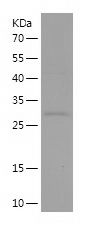    PRC1 / Recombinant Human PRC1