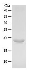    DHFR / Recombinant Human DHFR