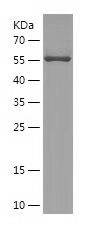    ARHGEF4 / Recombinant Human ARHGEF4