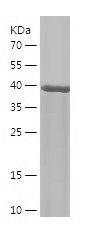    ANXA4 / Recombinant Human ANXA4