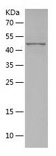    TGM1 / Recombinant Human TGM1