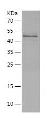    CEP97 / Recombinant Human CEP97