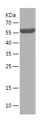    Spartin / Recombinant Human Spartin