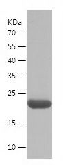    CBX3 / Recombinant Human CBX3