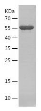    RASGRF1 / Recombinant Human RASGRF1