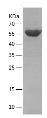    ATF1 / Recombinant Human ATF1