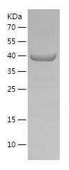    CCNY / Recombinant Human CCNY