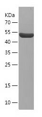    ARID3A / Recombinant Human ARID3A